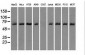 LTA4H / LTA4 Antibody (clone 8F4)